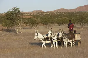 Pulling: Donkeys pulling a wagon Damaraland Namibia
