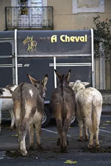 Selling: Donkeys waiting to be sold on a fair