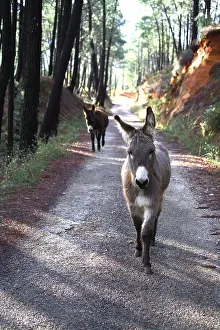 Asses: Donkeys walking on a road in a pine forest Provence France