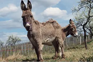 Donkey: DONKEYS x two, standing one behind the other with