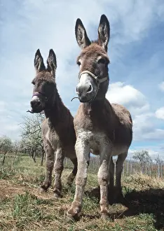 Level: DONKEYS x two, standing face on
