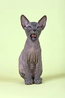 Donskoy: Donskoy cat or Don Sphynx, kitten