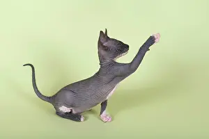 Interested: Donskoy cat or Don Sphynx, kitten with a raised