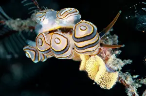 Nudibranches: Donut Doto Nudibranch