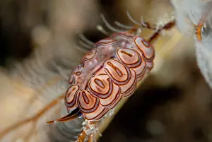 Nudibranches: Donut Doto Nudibranch