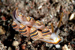 Cerata: Donut Doto Nudibranch