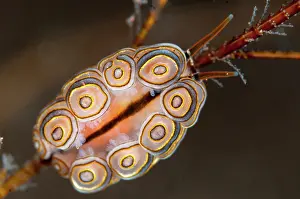 Cerata: Donut Doto Nudibranch