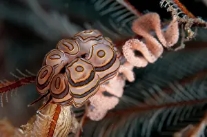 Line: Donut Doto Nudibranch