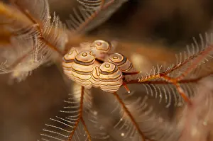 161018: Donut Doto Nudibranch - on hydroid - Pong Pong dive