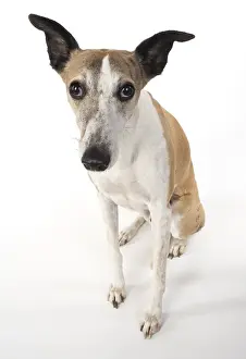 Whippets: DOPG. Whippet, sitting, studio on white