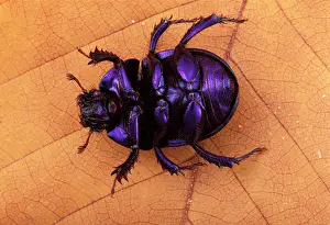 Geotrupes: Dor beetle - on its back