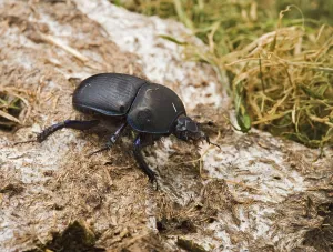 Faeces: Dor Beetle - on cow dung