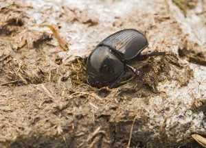 Faeces: Dor Beetle - digs into cow dung