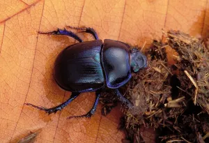 Faeces: Dor beetle - feeding on dung