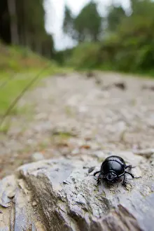 Geotrupes: Dor Beetle - Ladock Woods