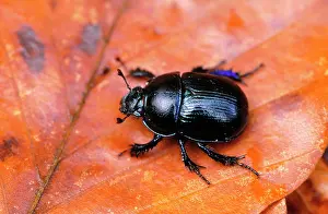 Geotrupes: DOR BEETLE - on leaf