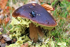 Edulis: Dor Beetle - on Penny Bun fungus (Boletus edulis)