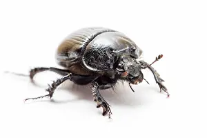 Geotrupes: Dor Beetle on white background Galicia, Spain