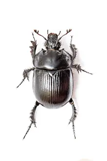 Geotrupes: Dor Beetle on white background Galicia, Spain