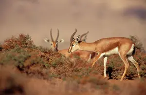 Dorcas: Dorcas / Negav GAZELLE