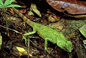 Gonocephalus: Doria's Anglehead, Malaysia