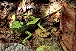 Gonocephalus: Doria's Anglehead, Malaysia