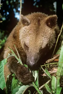 Dendrolagus: Doria's Tree Kangaroo