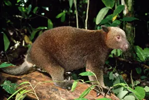 Dendrolagus: Doria's Tree Kangaroo