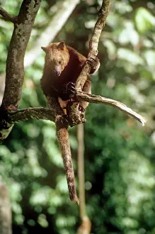 Dendrolagus: Doria's Tree Kangaroo