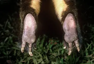 Toes: Doria's Tree Kangaroo - feet detail