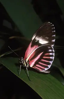 Nymphalid: Doris Longwing Butterfly
