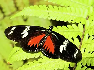Heliconius: Doris Longwing Butterfly