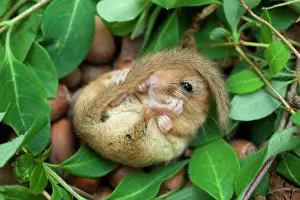 Muscardinus: Dormouse