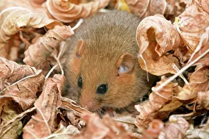 Muscardinus: Dormouse