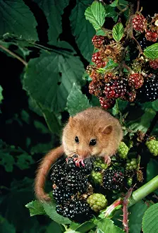 Ian Beames: DORMOUSE - ON BLACKBERRIES