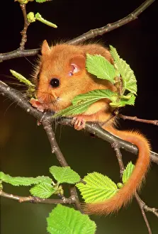 Avellanarius: DORMOUSE - ON BRANCH + LEAVES