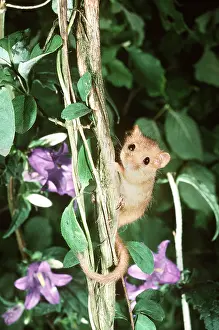 Ian Beames: DORMOUSE - climbing Honeysuckle stem