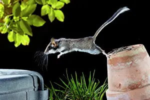 Dormouse: Dormouse (Eliomys quercinus) jumping from a flower