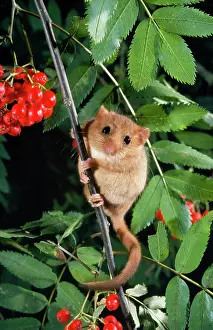 Ian Beames: DORMOUSE - IN ROWAN TREE