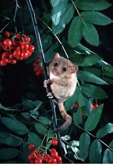 Ian Beames: DORMOUSE - in Rowan tree