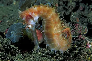 Pipefish: Dorniges Seepferdchen (Hippocampus histrix), Strasse