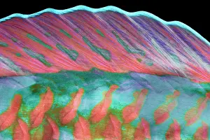 Dorsal: Dorsal fin, Longnose parrotfish (Hipposcarus harid)