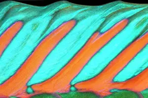 Dorsal: Detail of dorsal fin, parrot fish (Scarus), Pacific