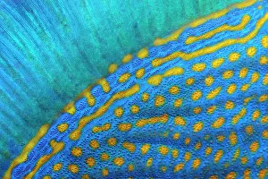 Trunkfish: Dorsal fin and scales of blue stripe triggerfish