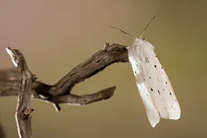 Erebidae: Dorsal view of an adult of White ermine (Spilosoma