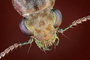 Mouthparts: Dorsal view of a Rasch beetle (Elaphrus riparius)