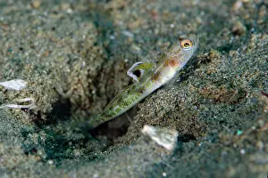 Goby: Dorsalspot Shrimpgoby with erect fin outside hole