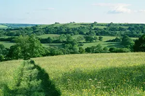 Pastural: DORSET - ancient field patterns / farmland
