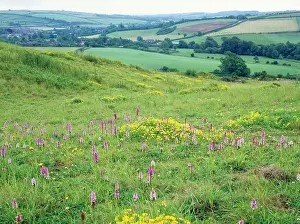Quarry: DORSET, Chalk Downland - in old quarry with Common