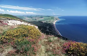 David C Dixon: Dorset - Coastline at the Golden Cap above Seatown